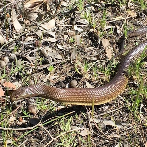 Australian Snakes – Snake Avoidance Training for Dogs